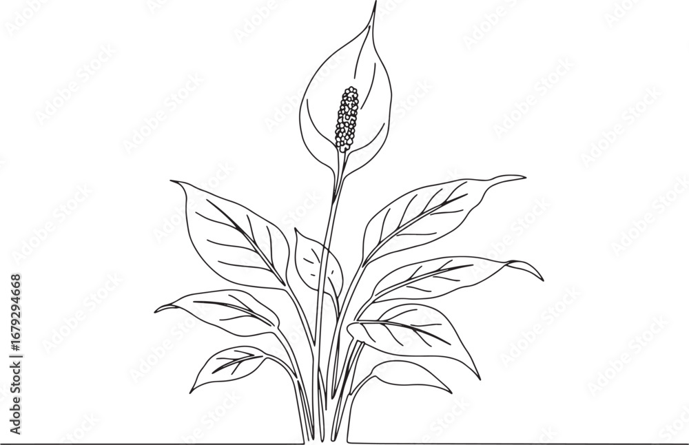Fototapeta premium Elegant Peace Lily: A Delicate Line Drawing of Floral Serenity a
