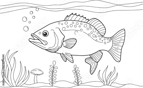 Detailed illustration of an Australian Barramundi fish swimming