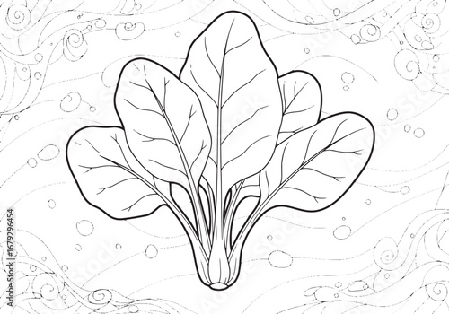 Delicate outlined spinach illustration with stylized water eleme