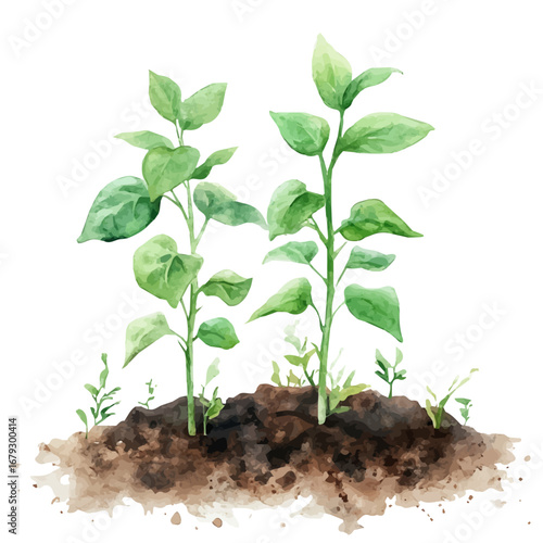 Green Shoots, watercolor drawing vector, isolated on a white background.
