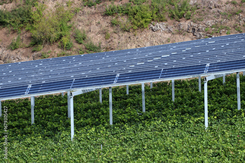 Close up on solar panels above grapevine plants in a vineyard (Kaiserstuhl, Germany)