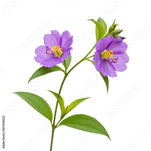 Purple flower isolated on transparent background