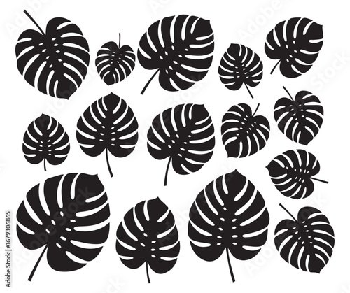 Collection of stylized black and white monstera deliciosa leaves in a variety of sizes and arrangements creating a tropical botanical pattern