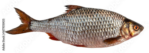 River fish on white background. Roach isolate