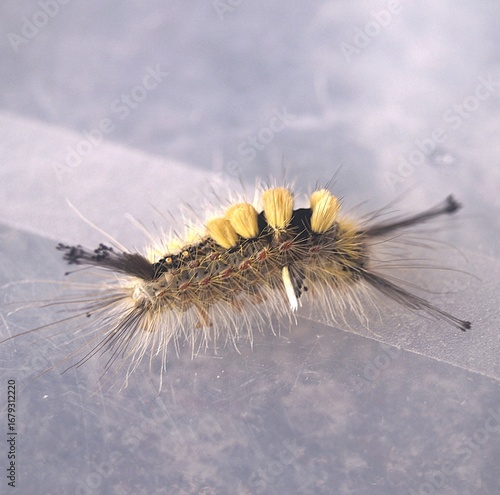 A hairy tussock moth caterpillar with bright yellow tufts and long black bristles.