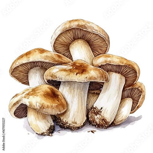 watercolor vector of Forest Mushrooms, isolated on a white background.