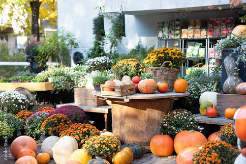 Fototapeta Naklejka Na Ścianę i Meble -  Decorated interior porch to house with pumpkins, flowers chrysanthemums in pots for Halloween, Thanksgiving. Pile of many orange pumpkins. Country rustic fall background. Autumn decoration exterior	
