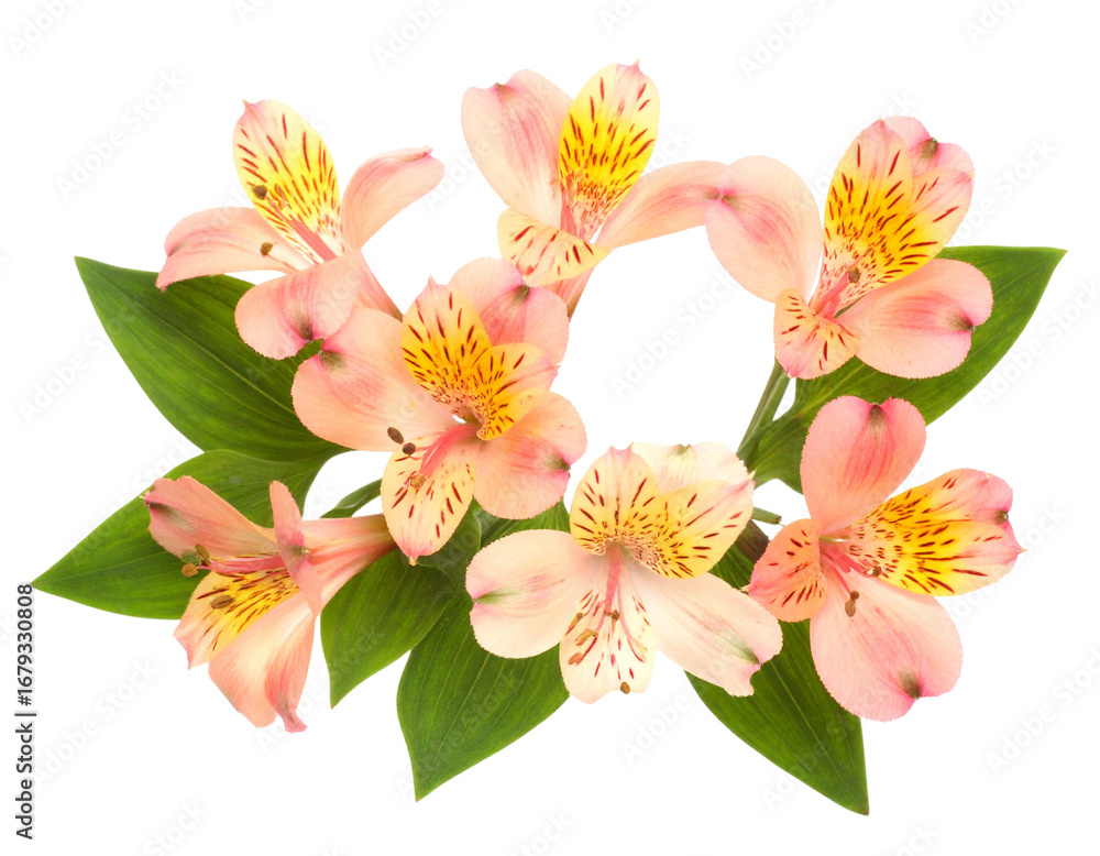 Fototapeta premium Top-Down View of Streptocarpus Cluster with Green Leaves, Isolated