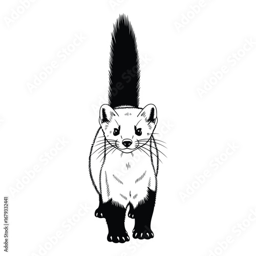 Vector art of pine marten walking towards camera
