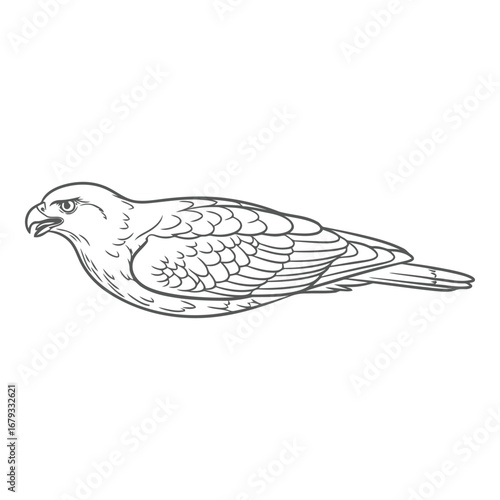 Vector art of hawk bird illustration