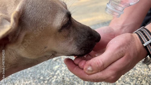 dog drinks from man's hands feeding her dog water with bottle. Beautiful Australian shepherd puppy 10 months old at autumn park outdoors. 