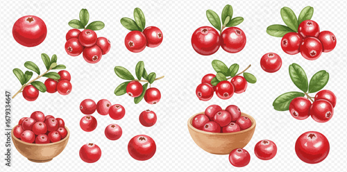 A collection of realistic red cranberry illustrations, including single berries, clusters on branches with leaves, and in wooden bowls.