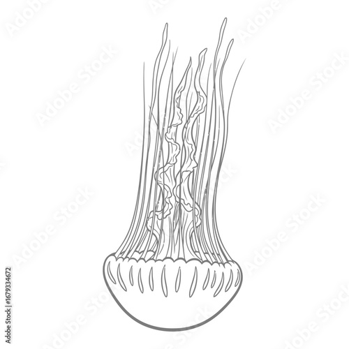 Vector art of jellyfish line art