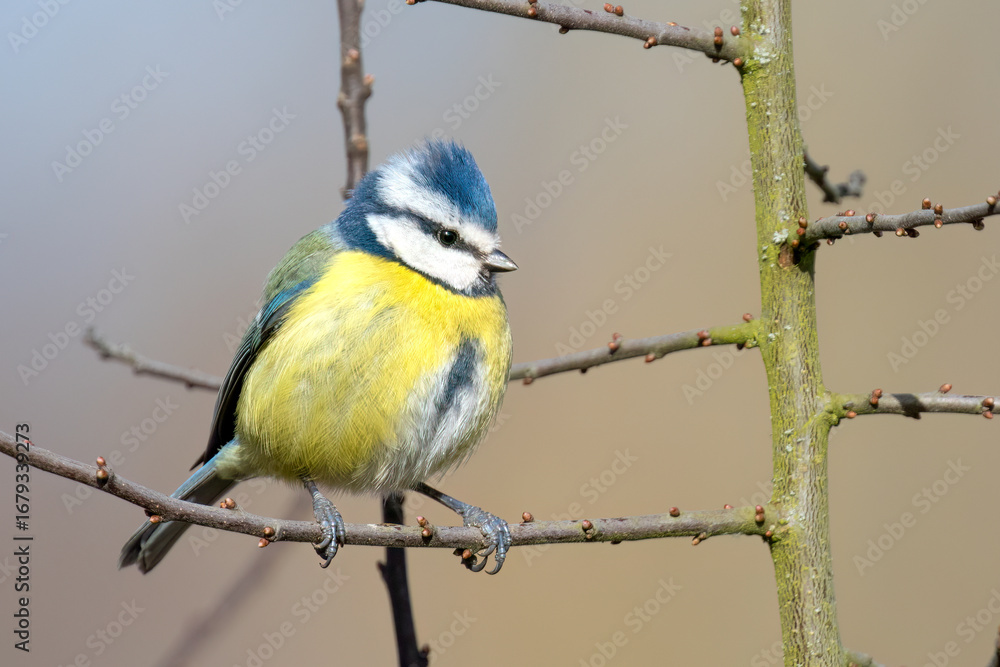 Obraz premium Blue Tit on Branch