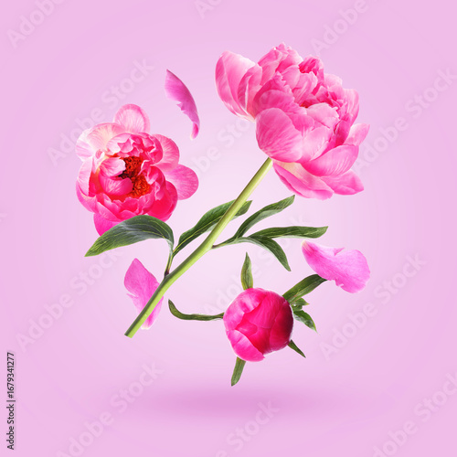 Aromatic peony flowers and petals in air against violet gradient background
