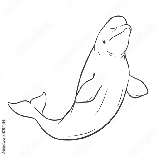 Vector art of beluga whale illustration