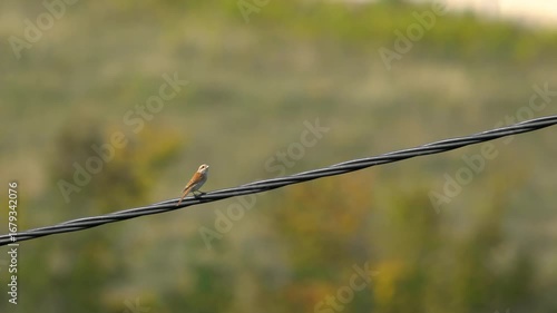 Red Backed Shrike watching on power cable, female (Lanius Collurio) - (4K)