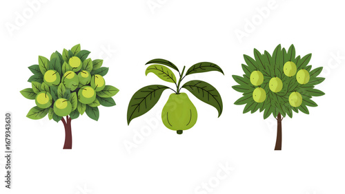 guava tree vector illustration