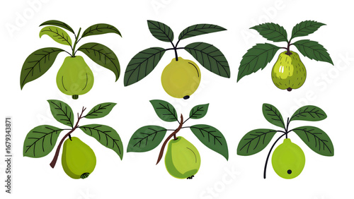 guava vector illustration