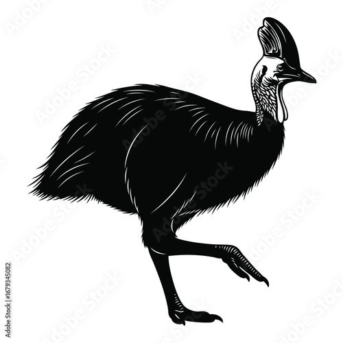 Vector art of cassowary bird illustration