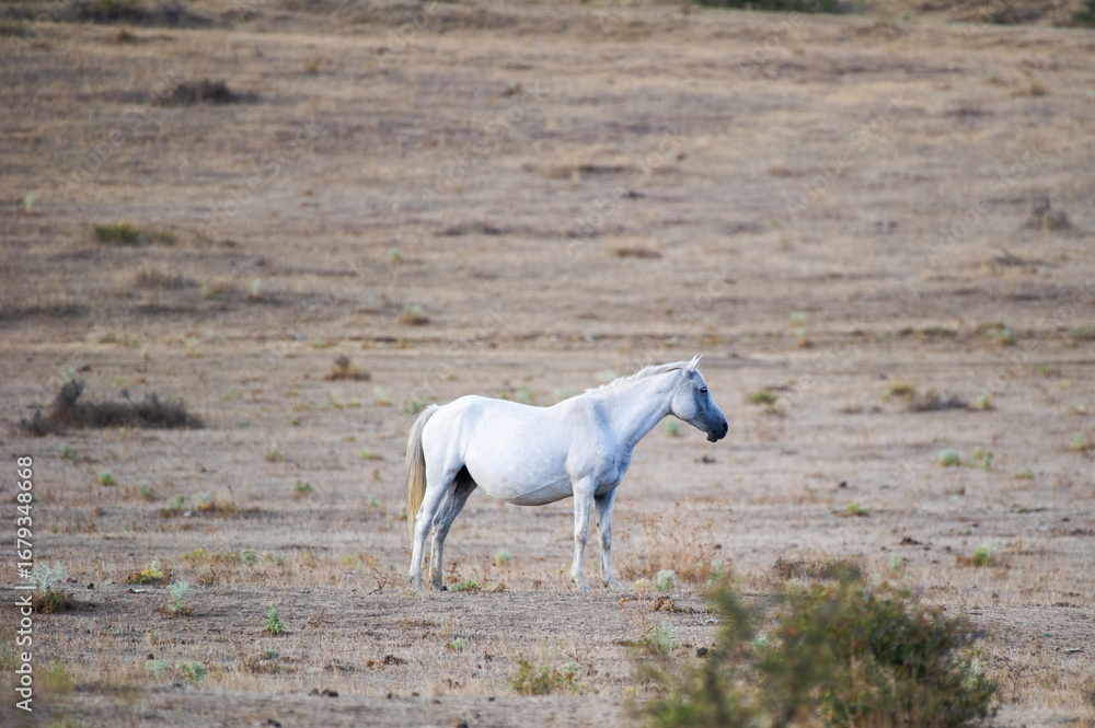 Fototapeta premium A solitary white horse stands calmly in a dry, open field, surrounded by sparse vegetation and vast, muted terrain.