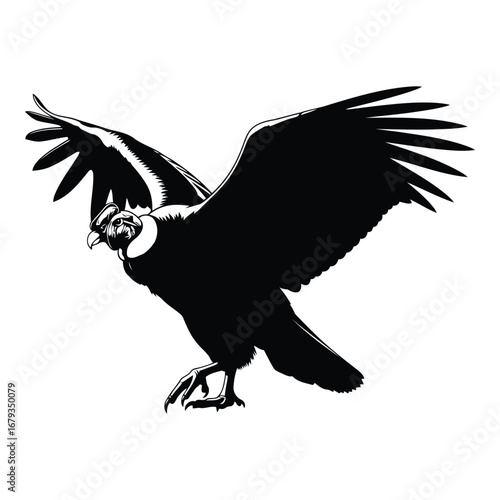 Vector art of andean condor in flight