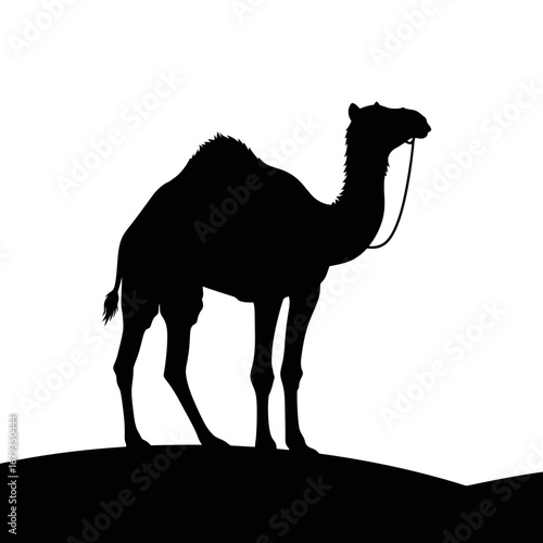 Camel silhouette isolated on white background