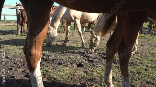 Quarter Horses walking outdoors in Argentine horse ranch