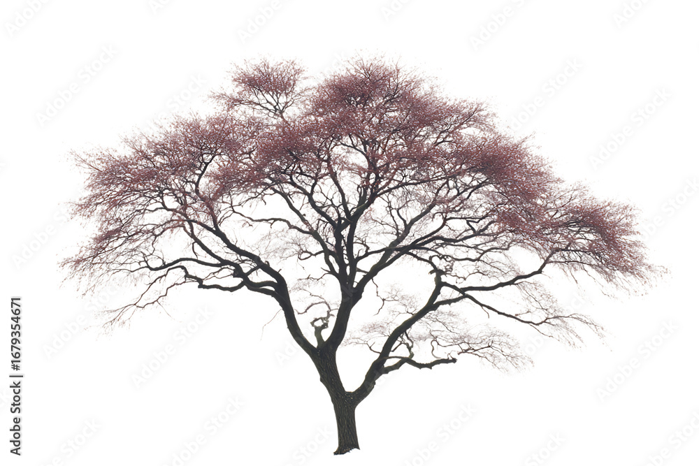 Obraz premium vector tree silhouette