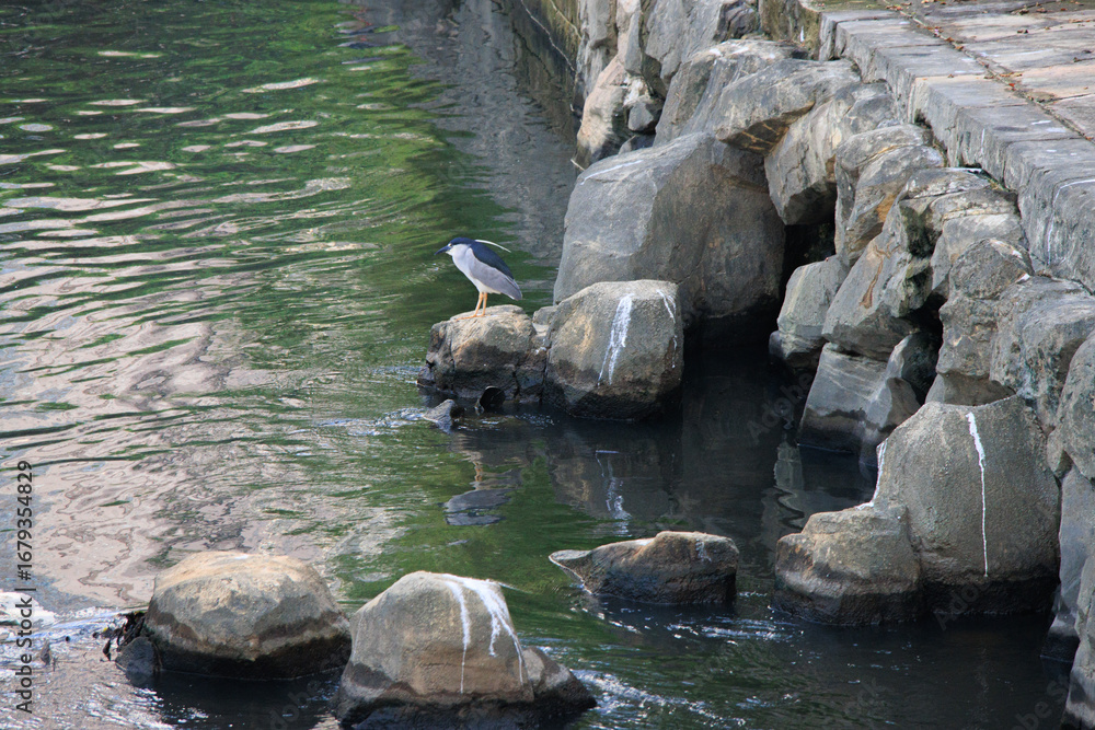 Fototapeta premium Night Herons by Calm Urban Stream with Stepping Stones and Reflections in Hong Kong City
