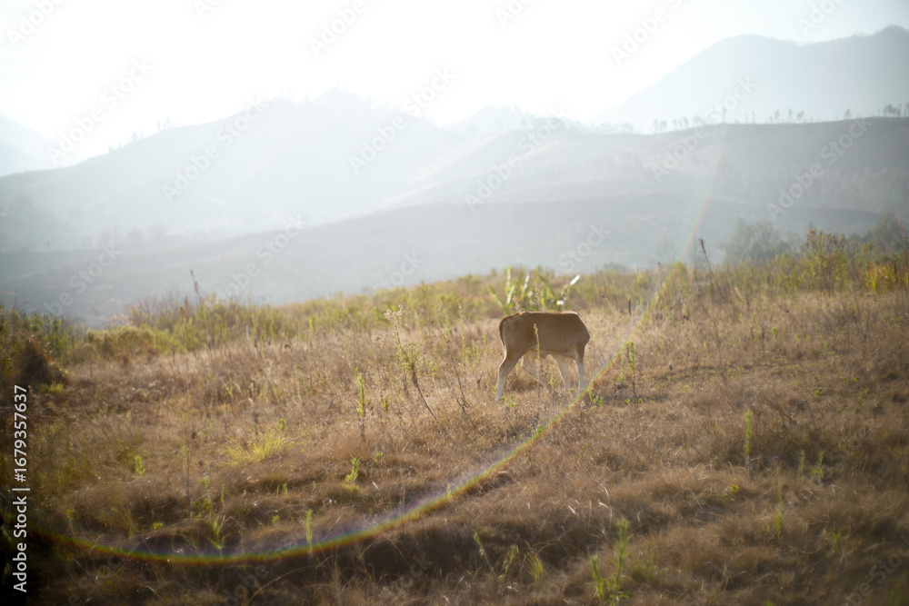 Fototapeta premium beautiful view of cows on dry grass under the mountain with sunlight