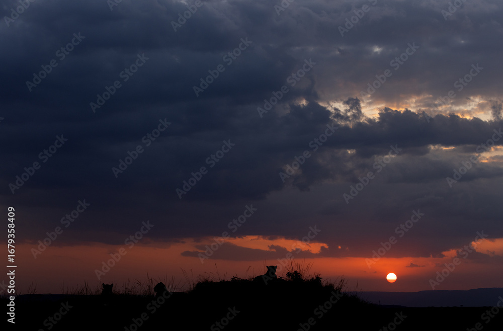 Fototapeta premium Lions and dramatic sunset at Masai Mara, Kenya