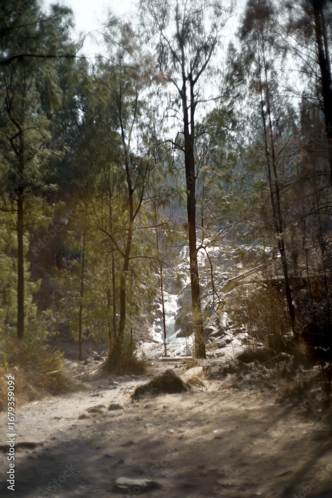 Fototapeta premium path through the forest trees with flowing water