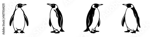 Silhouette of  penguins wildlife animal