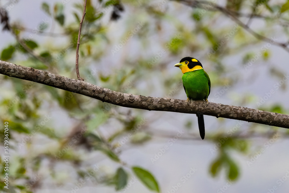Naklejka premium Long tailed broad billed perching on a tree branch in natural habitat