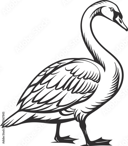 Detailed line drawing of a graceful goose standing proudly showing its plumage and elegant neck