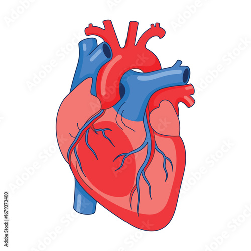 Detailed illustration of a human heart with veins and arteries on a white background