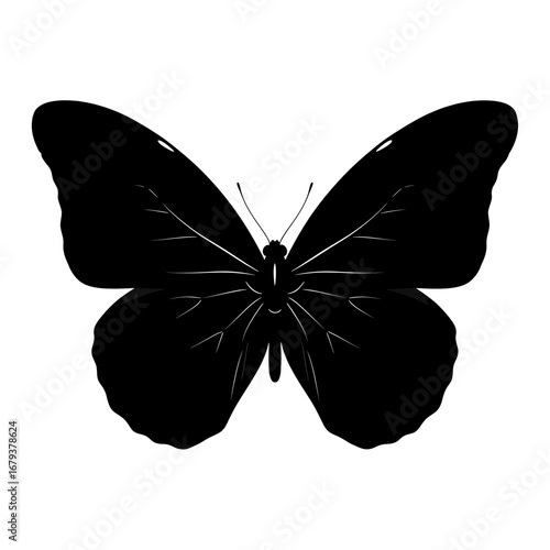 butterfly isolated on white