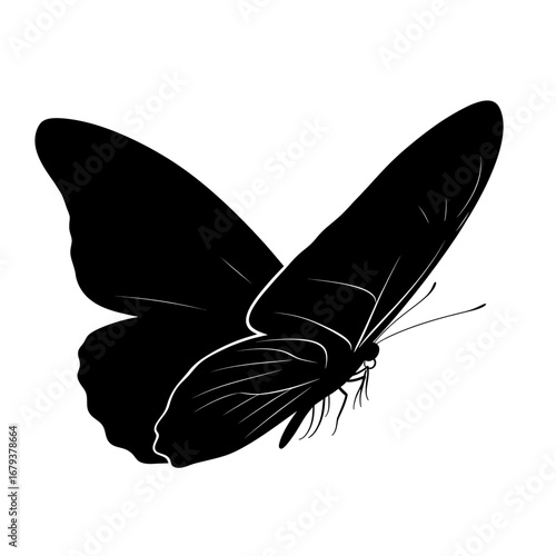 butterfly vector illustration