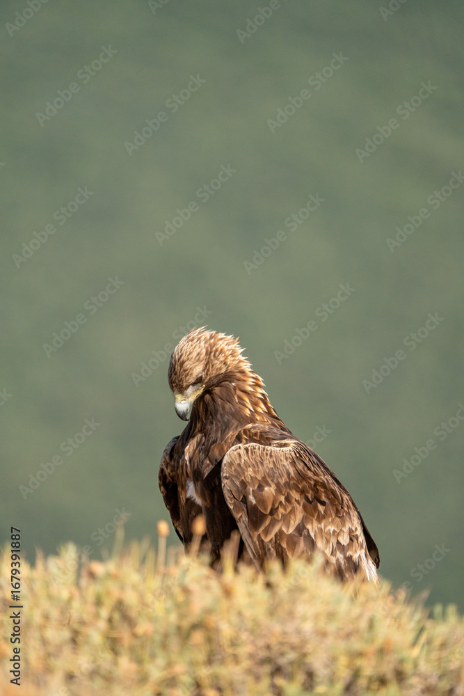 Fototapeta premium Golden eagle (Aquila chrysaetos) photographed in Spain