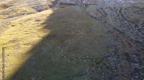 An aerial view of a herd of Marco Polo sheep running across a dry, grassy field with some snow patches and rocks