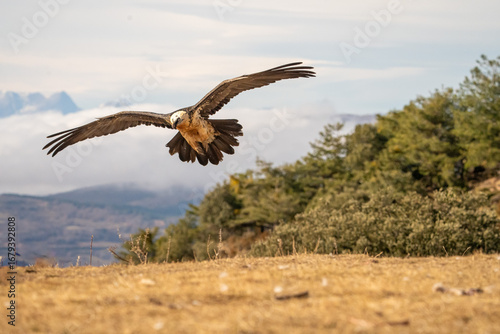 Bearded Vulture (Gypaetus barbatus) photographed in Spain