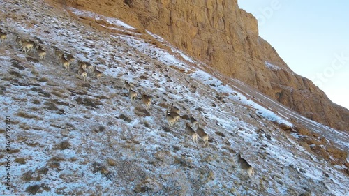 An aerial view of a herd of Marco Polo sheep running across a dry, grassy field with some snow patches and rocks