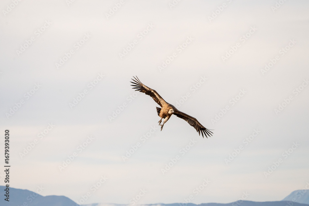 Obraz premium Griffon vulture (Gyps fulvus) photographed in Spain