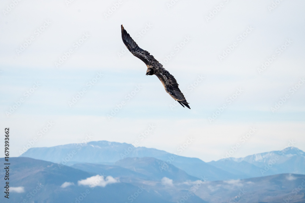 Naklejka premium Bearded Vulture (Gypaetus barbatus) photographed in Spain