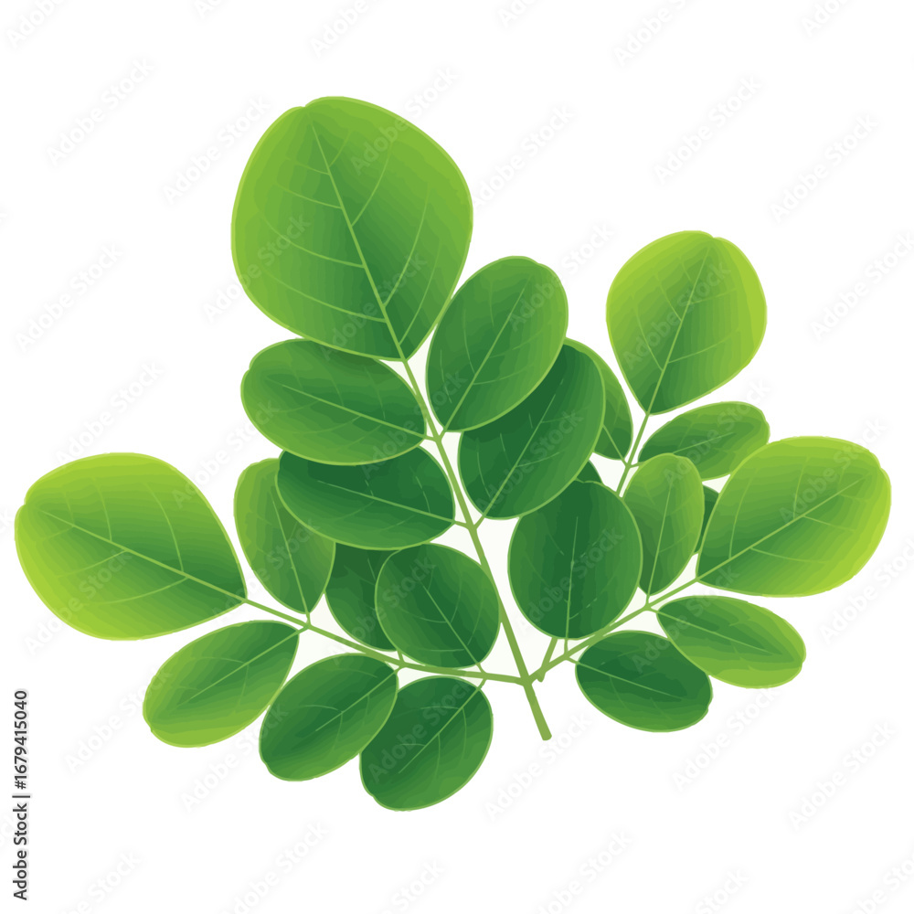 Obraz premium Moringa Leaves Superfood Herb Botanical Vector
