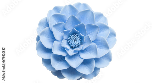Tableau sur toile Isolated Blue Flower Head Top View