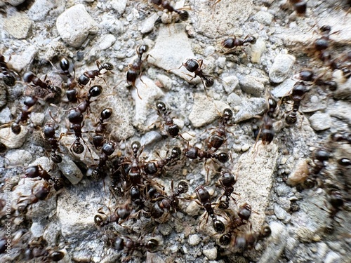 Фотография A swarm of hundreds of ants scurry across grey patio stones with a sense of urgency, possibly to relocate the nest or bring back food