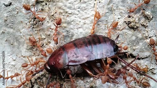 Red Weaver Ants Attacking and Carrying a Cockroach, Macro Wildlife footage