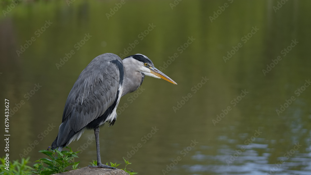 Fototapeta premium The waiting Heron